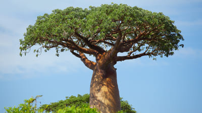 baobab 1